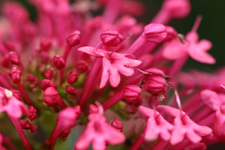 pinke Schafgarbe_1024.webp