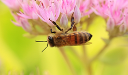 Wildbiene an Fetter Henne_1024.webp