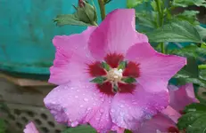 Hibiscus.webp