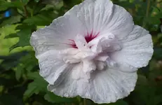 Hibiscus 1.webp