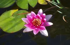 Seerose.webp