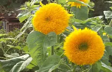 Sonnenblume.webp