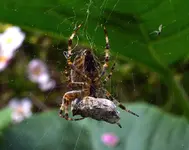 DSC_0354 Spinne frißt.webp