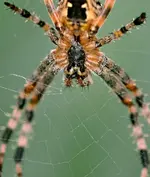 DSC_0441Kreuzspinne mit Netz.webp