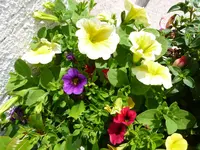 P1010416.webp