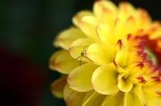 DSC_0496 Dahlie Korallenspinne.webp
