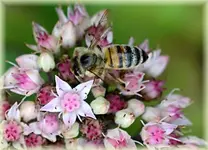 DSC_0526 Biene besucht Blüte.webp