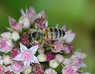 DSC_0526 Biene besucht Fette Henne.webp