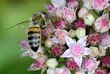 DSC_0527 Biene.webp