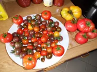 Tomatenernte August2012(15).webp