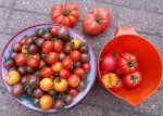 Tomatenernte August2012(17).jpg