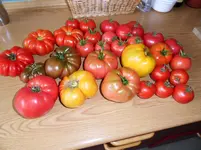 Tomatenernte August2012(20).webp