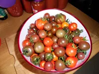 Tomatenernte August2012(21).webp