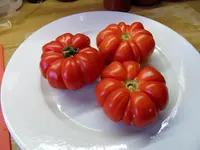 Tomatenernte August2012(26).webp