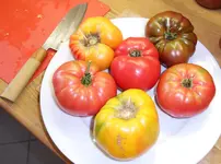 Tomatenernte August2012(29).webp