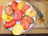 Tomatenernte August2012(33).webp