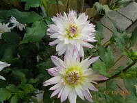 DSCN0467.webp