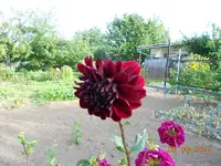 DSCN0470.webp