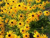 DSCN0481.webp