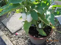 DSCN0477.webp