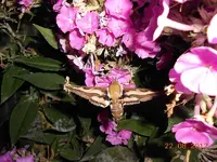 DSCN0443.webp