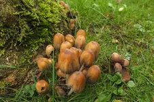 2012_0902Sommer0010 pilze.webp