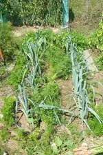 34-Lauchbeet.webp