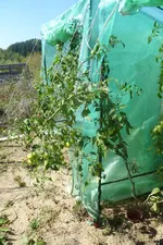 37-Tomaten.webp