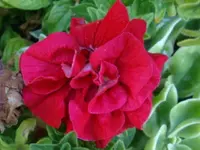 DSC09712.webp
