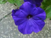DSC09600.webp