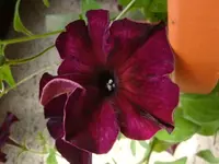 DSC09598.webp