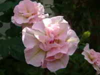 DSC09596.webp