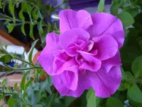 DSC09593.webp
