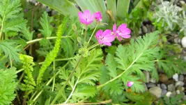 DSCN3658.webp