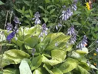 DSC00006.webp