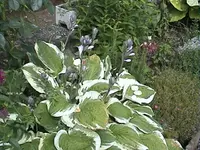 DSC00007.webp