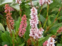 DSCF0292.webp
