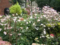 DSCF0298.webp