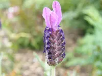 DSCF0312.webp