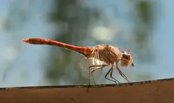 Libelle 120902.webp