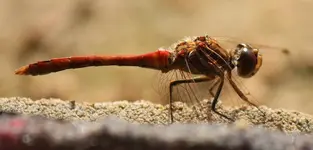 Libelle 120902_2.webp