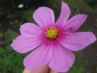 Cosmea (2).webp