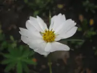 Cosmea (3).webp