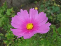 Cosmea.webp