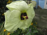 Hibiskus (2).webp
