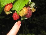 Himbeeren.JPG