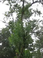 Pfirsich (2).webp
