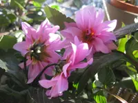 Dahlie.webp