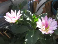 Seerosen-Dahlie (2).webp