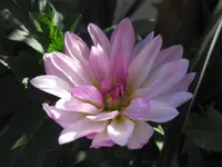 Seerosen-Dahlie.webp